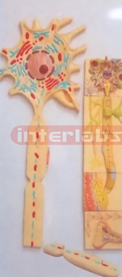 HUMAN ADVANCED COMPOSITIVE NERVES SYSTEM WOODEN PLATE